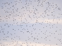 DSC09115-kopie-scaled